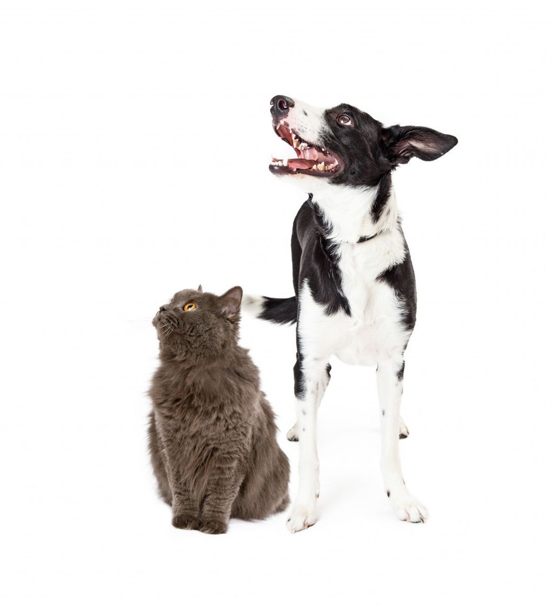 Cat and Dog 