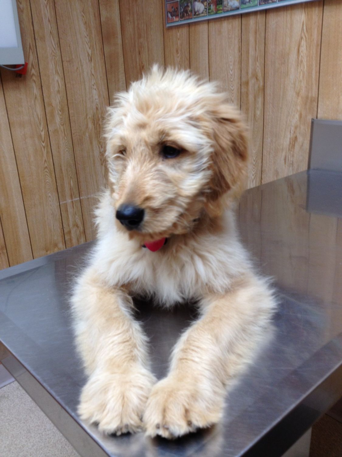 Dog on exam table