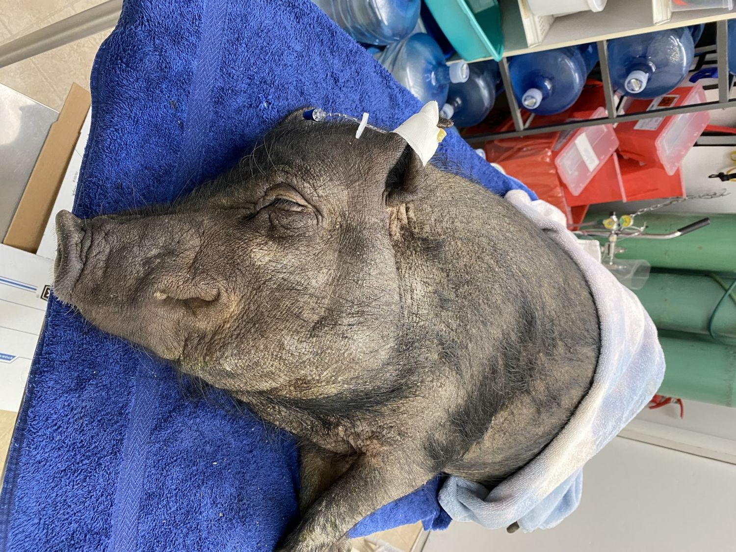 Hog