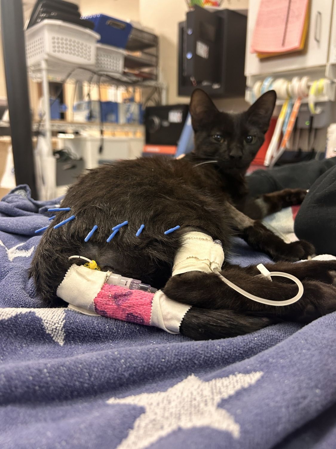 Acupuncture - kitten receiving treatment